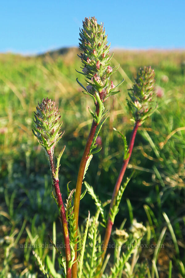 little elephant's-head lousewort, budding (Pedicularis attollens) [South Loop Road, Steens Mountain, Harney County, Oregon]