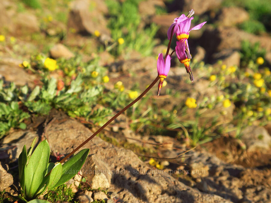 few-flowered shooting star (Dodecatheon pulchellum var. pulchellum (Primula pauciflora var. pauciflora)) [South Loop Road, Steens Mountain, Harney County, Oregon]
