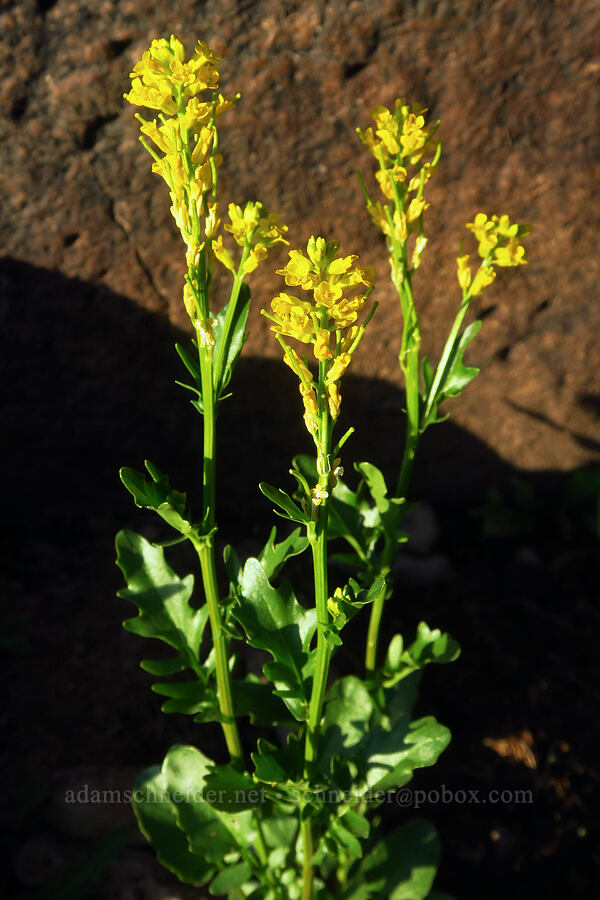 American winter-cress (Barbarea orthoceras) [South Loop Road, Steens Mountain, Harney County, Oregon]
