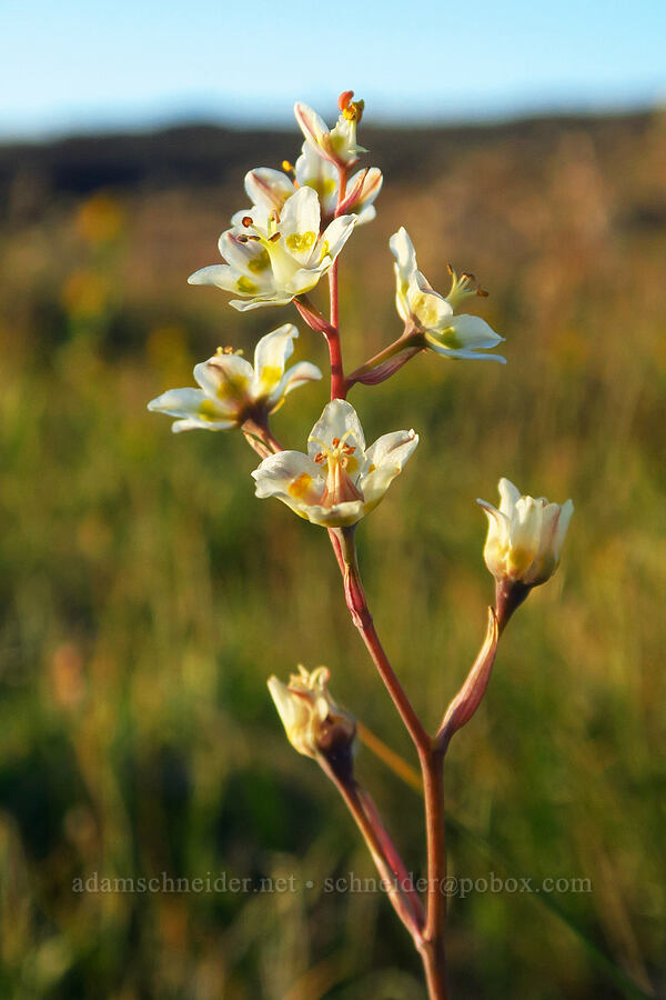 mountain death-camas (Anticlea elegans (Zigadenus elegans)) [South Loop Road, Steens Mountain, Harney County, Oregon]