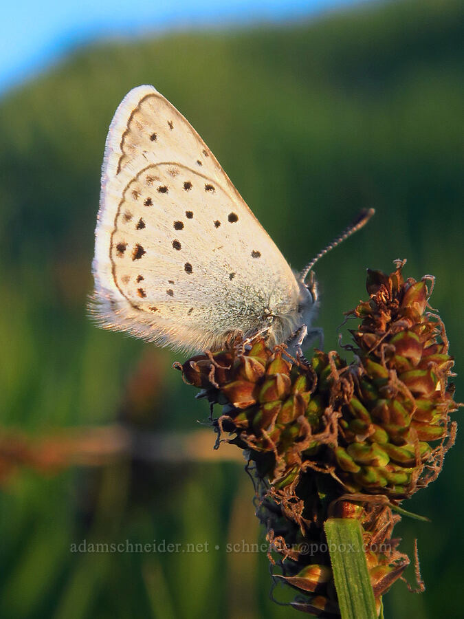greenish blue butterfly on a sedge (Icaricia saepiolus (Plebejus saepiolus), Carex sp.) [South Loop Road, Steens Mountain, Harney County, Oregon]