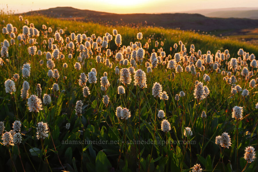 western bistort (Bistorta bistortoides (Polygonum bistortoides)) [South Loop Road, Steens Mountain, Harney County, Oregon]