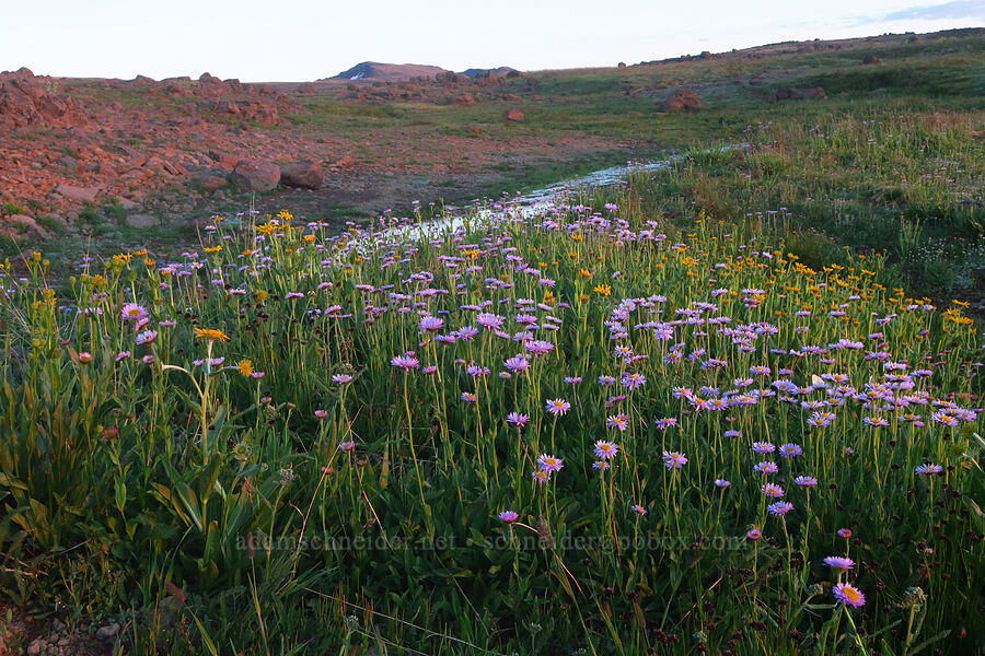 fleabane & arnica (Erigeron glacialis var. glacialis, Arnica sp.) [South Loop Road, Steens Mountain, Harney County, Oregon]
