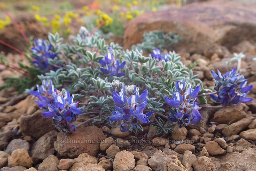 dwarf lupine (Lupinus lepidus var. lobbii) [South Loop Road, Steens Mountain, Harney County, Oregon]