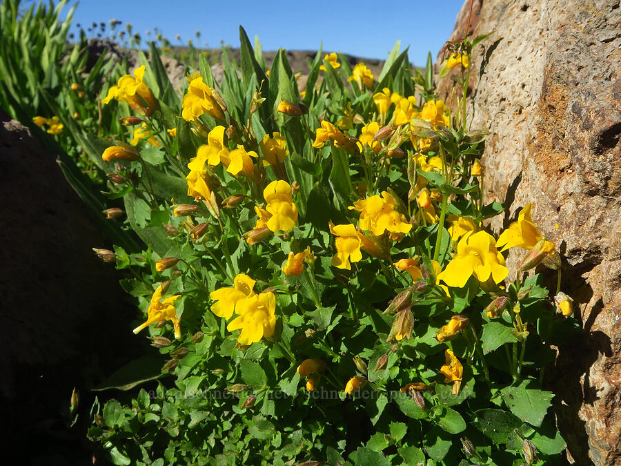 Tiling's monkeyflower (Erythranthe tilingii (Mimulus tilingii)) [Big Indian Headwall Trail, Steens Mountain, Harney County, Oregon]