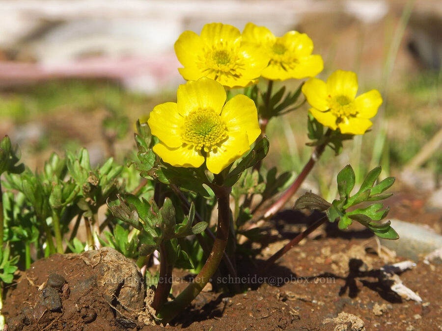 snow buttercups (Ranunculus eschscholtzii var. trisectus) [Big Indian Headwall Trail, Steens Mountain, Harney County, Oregon]