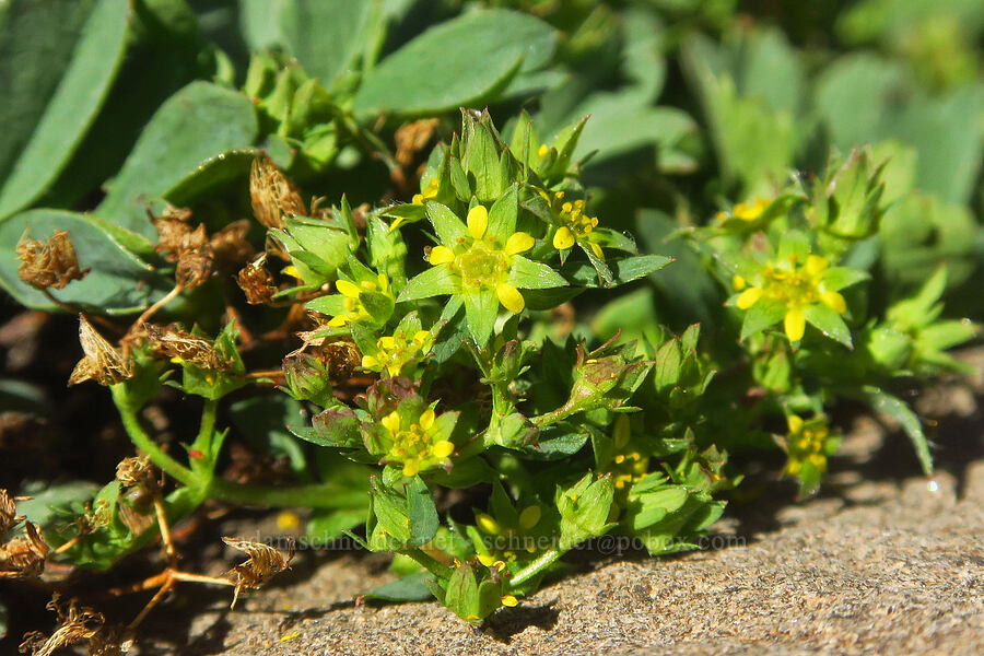 creeping sibbaldia (Sibbaldia procumbens (Potentilla sibbaldii)) [Big Indian Headwall Trail, Steens Mountain, Harney County, Oregon]