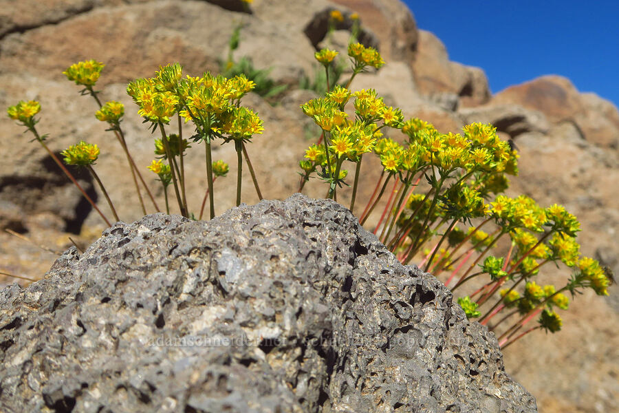 alpine ivesia (Ivesia gordonii var. ursinorum (Potentilla gordonii var. ursinorum)) [Big Indian Headwall Trail, Steens Mountain, Harney County, Oregon]
