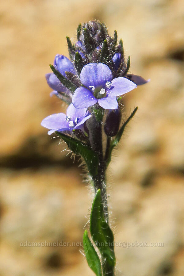 alpine speedwell (Veronica wormskjoldii) [Big Indian Headwall Trail, Steens Mountain, Harney County, Oregon]