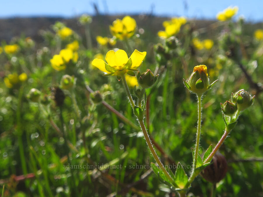 Steens Mountain cinquefoil hybrid (Potentilla versicolor) [Big Indian Headwall Trail, Steens Mountain, Harney County, Oregon]