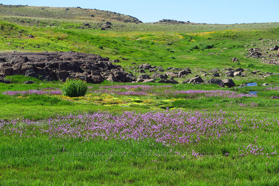 alpine shooting stars (Dodecatheon alpinum (Primula tetrandra)) [Big Indian Headwall Trail, Steens Mountain, Harney County, Oregon]