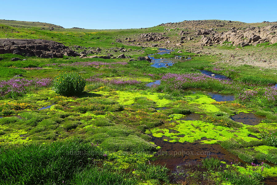wildflowers, moss, & water (Dodecatheon alpinum (Primula tetrandra), Senecio triangularis, Erythranthe tilingii (Mimulus tilingii)) [Big Indian Headwall Trail, Steens Mountain, Harney County, Oregon]