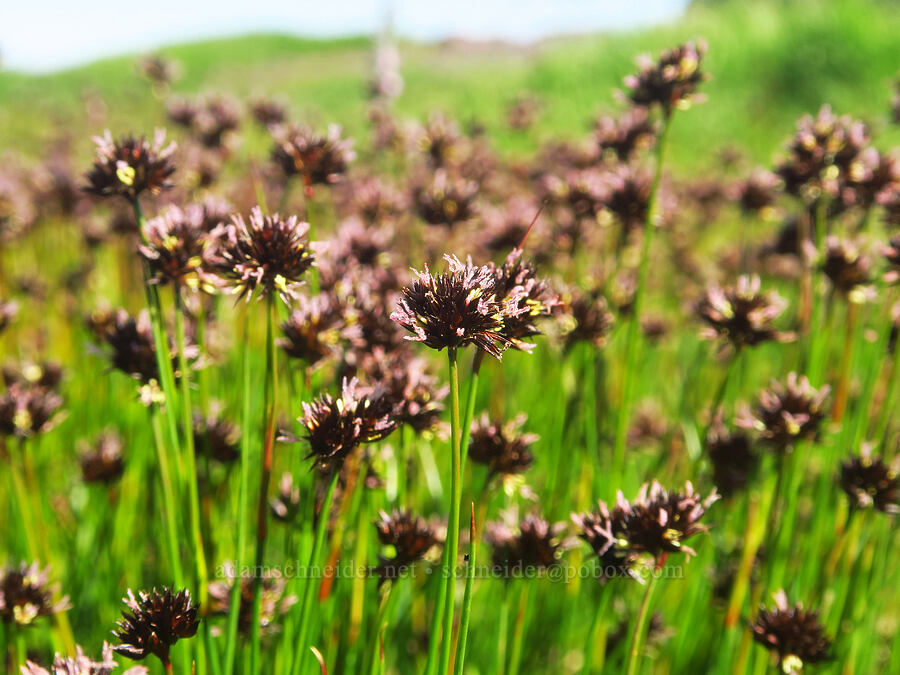 Mertens' rushes (Juncus mertensianus) [Big Indian Headwall Trail, Steens Mountain, Harney County, Oregon]