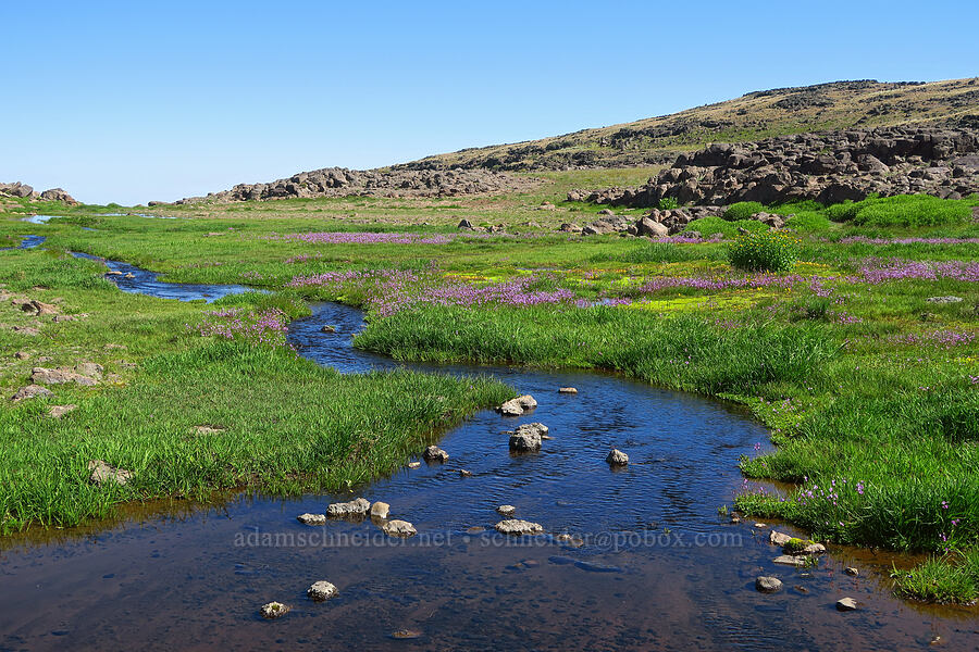 alpine stream [Big Indian Headwall Trail, Steens Mountain, Harney County, Oregon]