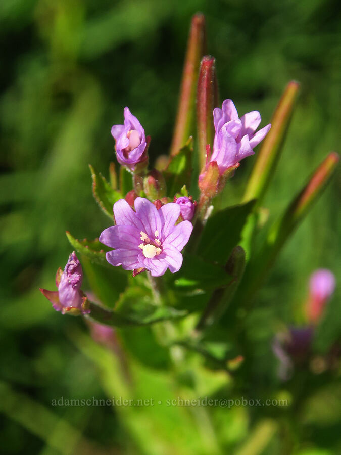 glandular willow-herb (Epilobium ciliatum ssp. glandulosum (Epilobium glandulosum)) [Big Indian Headwall Trail, Steens Mountain, Harney County, Oregon]