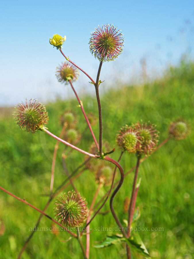 large-leaf avens, going to seed (Geum macrophyllum) [Big Indian Headwall Trail, Steens Mountain, Harney County, Oregon]