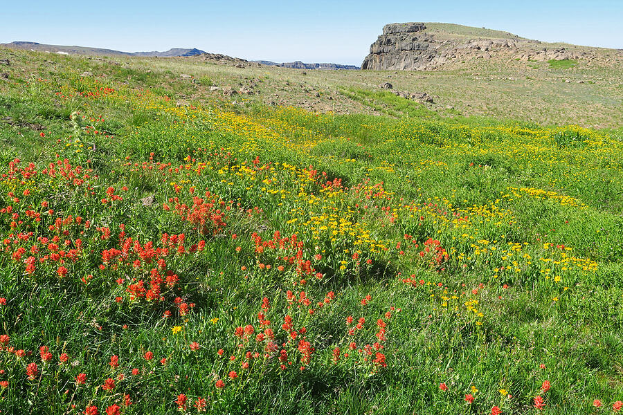 paintbrush & arnica (Castilleja miniata, Arnica sp.) [Big Indian Headwall Trail, Steens Mountain, Harney County, Oregon]