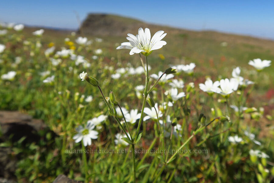 field chickweed (Cerastium arvense) [Big Indian Headwall Trail, Steens Mountain, Harney County, Oregon]