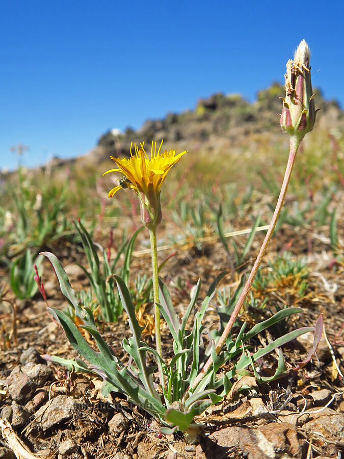 sagebrush agoseris (Agoseris parviflora) [Big Indian Canyon Headwall, Steens Mountain, Harney County, Oregon]