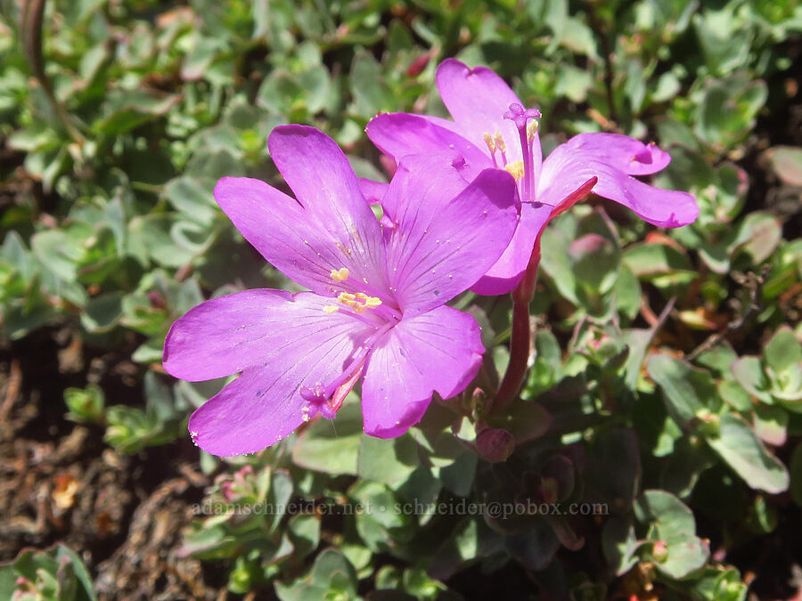 rock-fringe willow-herb (Epilobium obcordatum) [Big Indian Canyon Headwall, Steens Mountain, Harney County, Oregon]