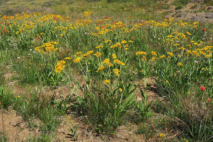 orange sneezeweed (owl's-claws) (Hymenoxys hoopesii) [Big Indian Canyon Headwall, Steens Mountain, Harney County, Oregon]
