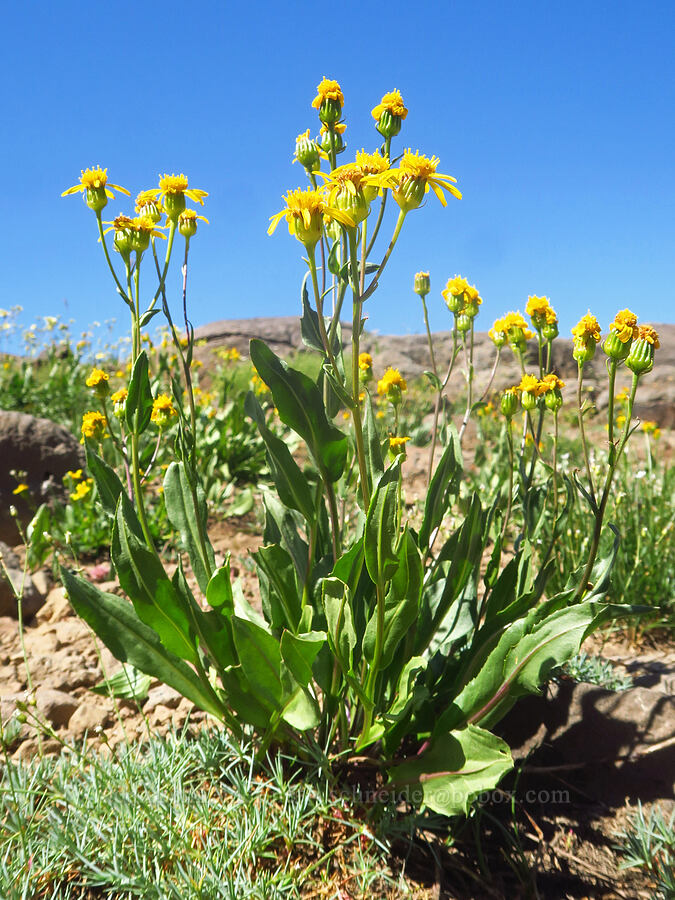 thick-leaf groundsel (Senecio crassulus) [Big Indian Headwall Trail, Steens Mountain, Harney County, Oregon]