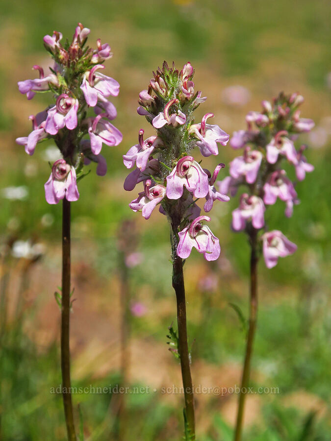 little elephant's-head lousewort (Pedicularis attollens) [Big Indian Headwall Trail, Steens Mountain, Harney County, Oregon]
