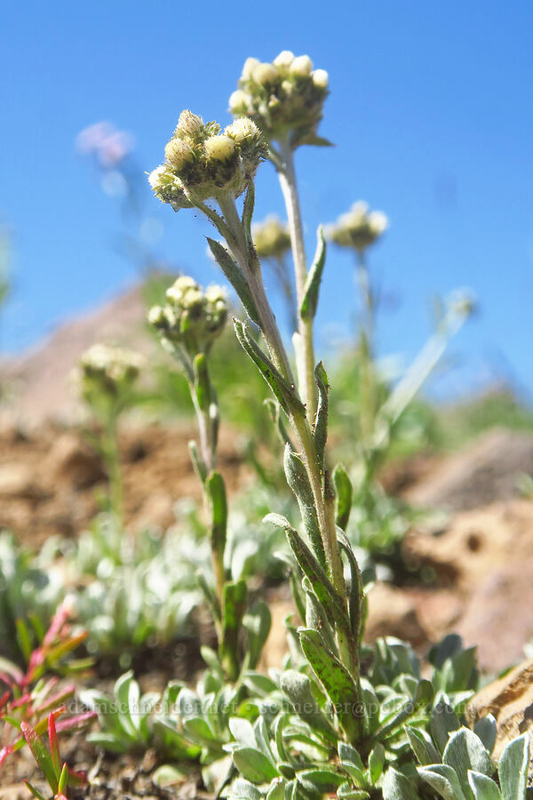 alpine pussy-toes (female flowers) (Antennaria media) [Big Indian Headwall Trail, Steens Mountain, Harney County, Oregon]