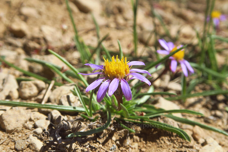 tundra aster (Oreostemma alpigenum var. haydenii (Aster alpigenus)) [Big Indian Headwall Trail, Steens Mountain, Harney County, Oregon]
