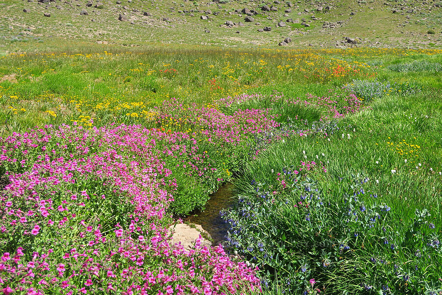 wildflowers (Erythranthe lewisii (Mimulus lewisii), Mertensia ciliata, Arnica sp., Hymenoxys hoopesii, Castilleja miniata, Bistorta bistortoides (Polygonum bistortoides)) [Big Indian Headwall Trail, Steens Mountain, Harney County, Oregon]