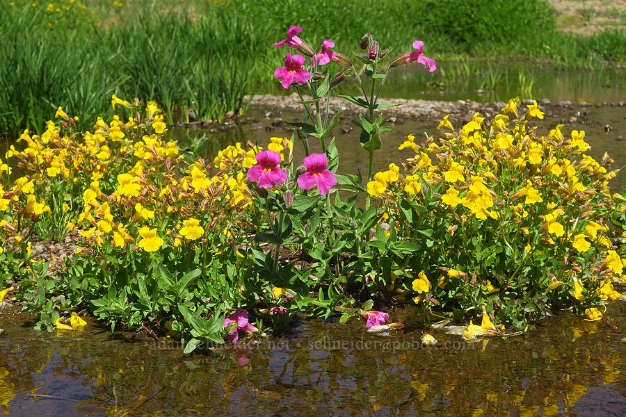 Lewis' & yellow monkeyflower (Erythranthe lewisii (Mimulus lewisii), Erythranthe sp. (Mimulus sp.)) [Big Indian Headwall Trail, Steens Mountain, Harney County, Oregon]
