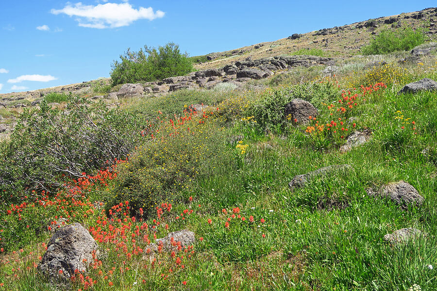 wildflowers (Castilleja miniata, Dasiphora fruticosa (Potentilla fruticosa), Arnica sp., Achillea millefolium) [Big Indian Headwall Trail, Steens Mountain, Harney County, Oregon]