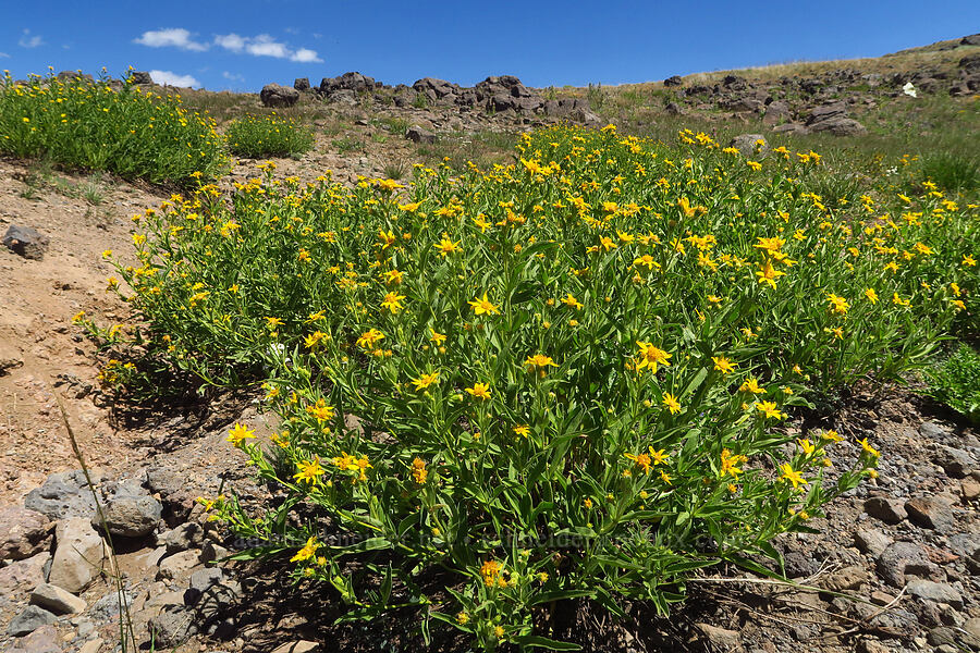 long-leaf arnica (Arnica longifolia) [Big Indian Headwall Trail, Steens Mountain, Harney County, Oregon]