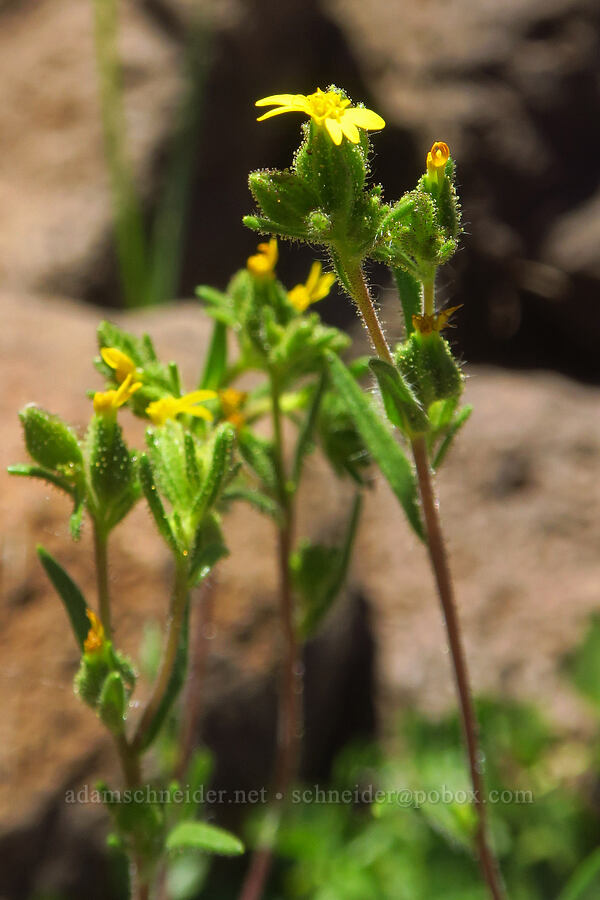mountain tarweed (Madia glomerata) [South Loop Road, Steens Mountain, Harney County, Oregon]