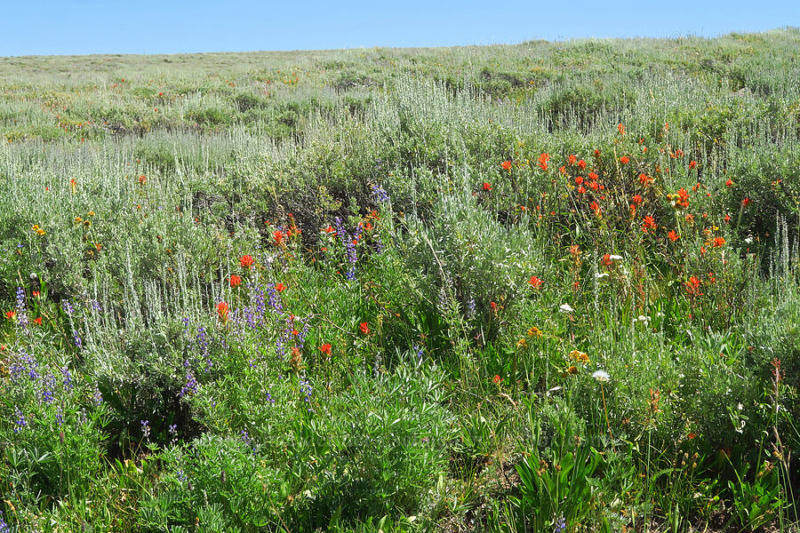 wildflowers & sagebrush (Castilleja miniata, Lupinus sp., Hymenoxys hoopesii, Artemisia sp.) [South Loop Road, Steens Mountain, Harney County, Oregon]