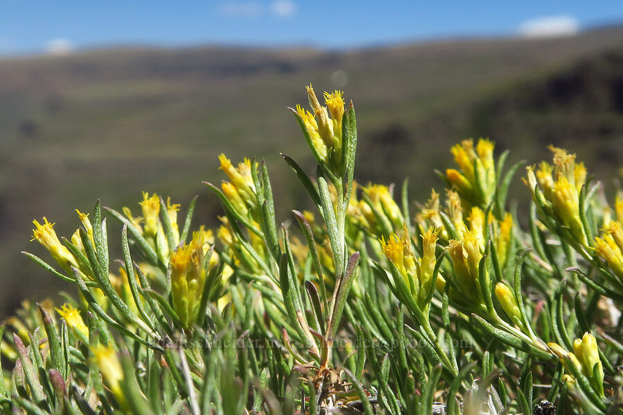 Truckee rabbit-brush (Chrysothamnus humilis (Ericameria humilis)) [South Loop Road, Steens Mountain, Harney County, Oregon]