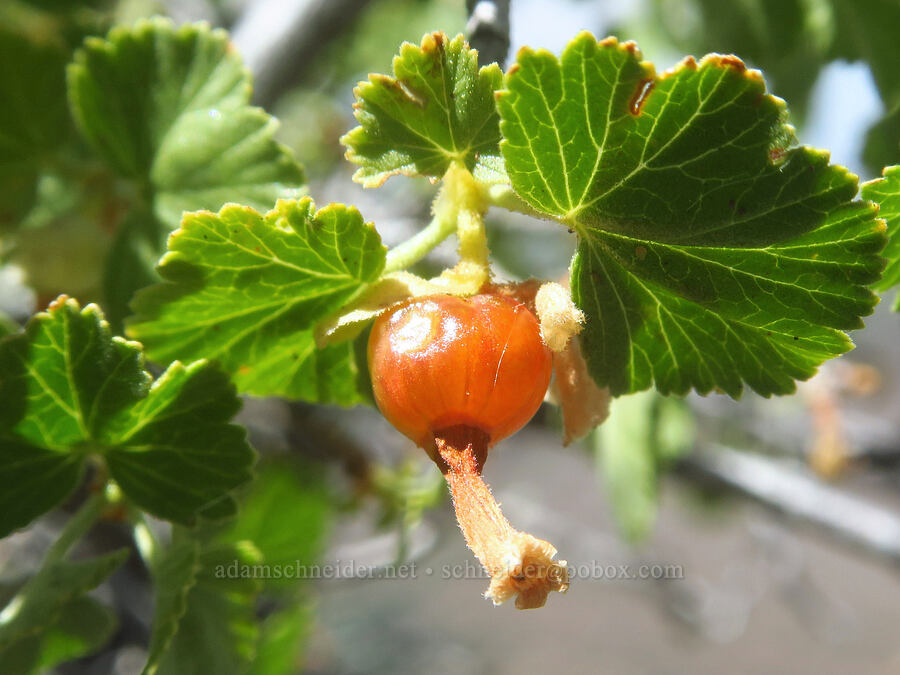 wax currant berry (Ribes cereum) [South Loop Road, Steens Mountain, Harney County, Oregon]