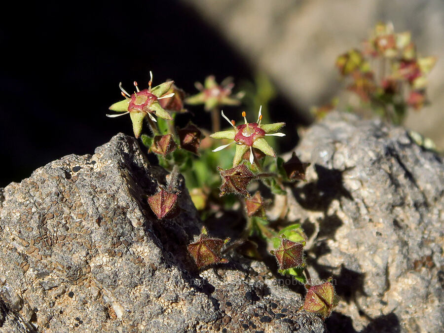 Owyhee ivesia (Ivesia baileyi var. beneolens (Potentilla baileyi var. beneolens)) [South Loop Road, Steens Mountain, Harney County, Oregon]
