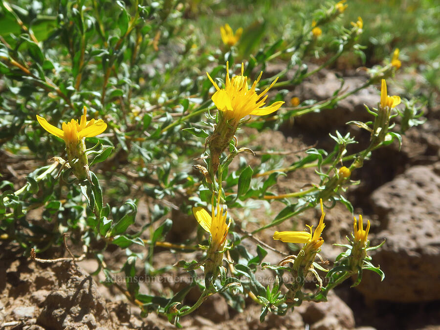 shrubby/single-head golden-bush (Ericameria suffruticosa (Haplopappus suffruticosus)) [South Loop Road, Steens Mountain, Harney County, Oregon]