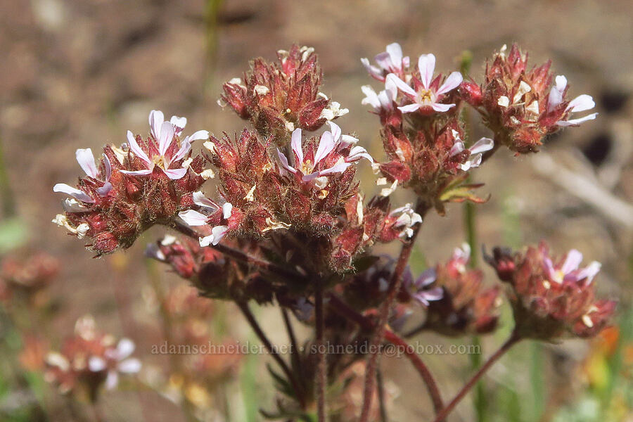 big-head horkelia (Horkelia fusca var. capitata) [South Loop Road, Steens Mountain, Harney County, Oregon]