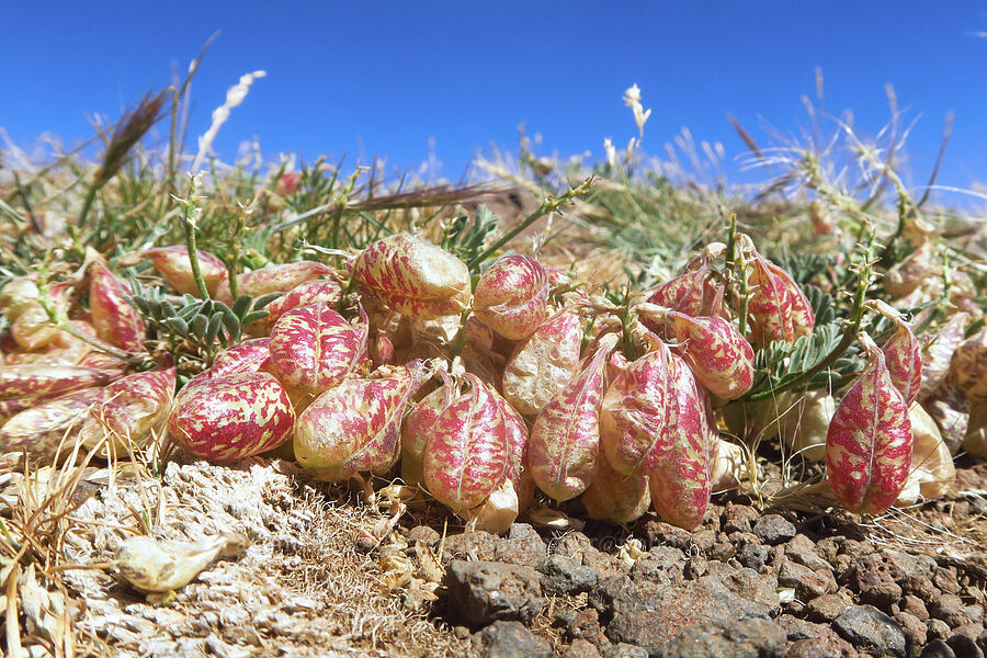balloon-pod milk-vetch pods (Astragalus whitneyi var. confusus) [East Rim Viewpoint, Steens Mountain, Harney County, Oregon]