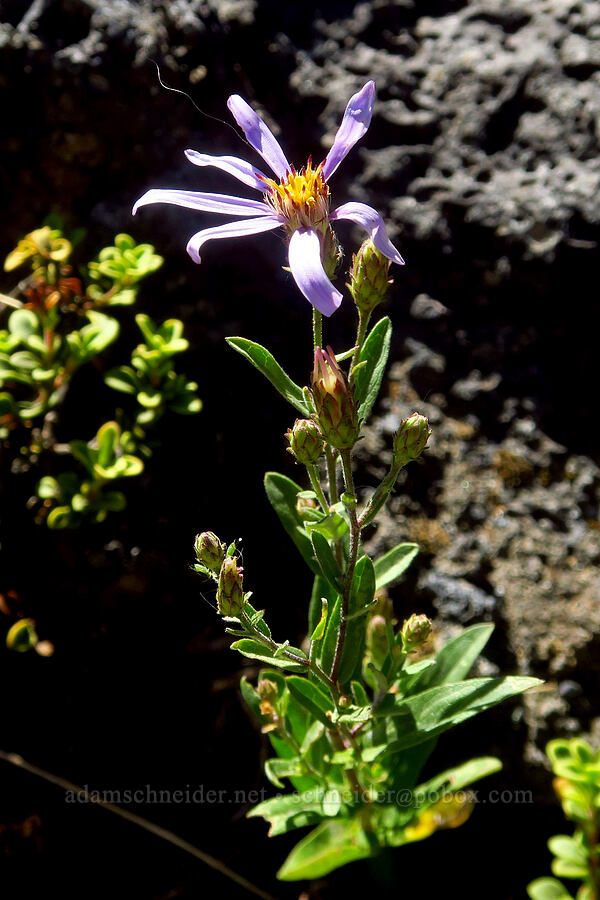 Cascade aster (Doellingeria ledophylla (Eucephalus ledophyllus) (Aster ledophyllus)) [McKenzie Highway, Willamette National Forest, Lane County, Oregon]