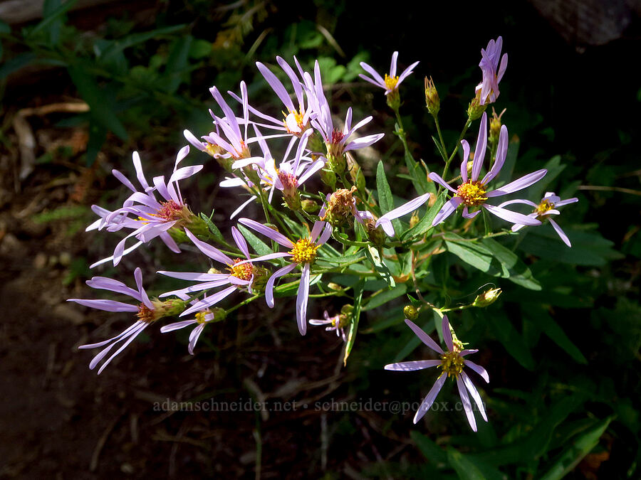 Cascade asters (Doellingeria ledophylla (Eucephalus ledophyllus) (Aster ledophyllus)) [Hand Lake Cutoff Trail, Willamette National Forest, Lane County, Oregon]