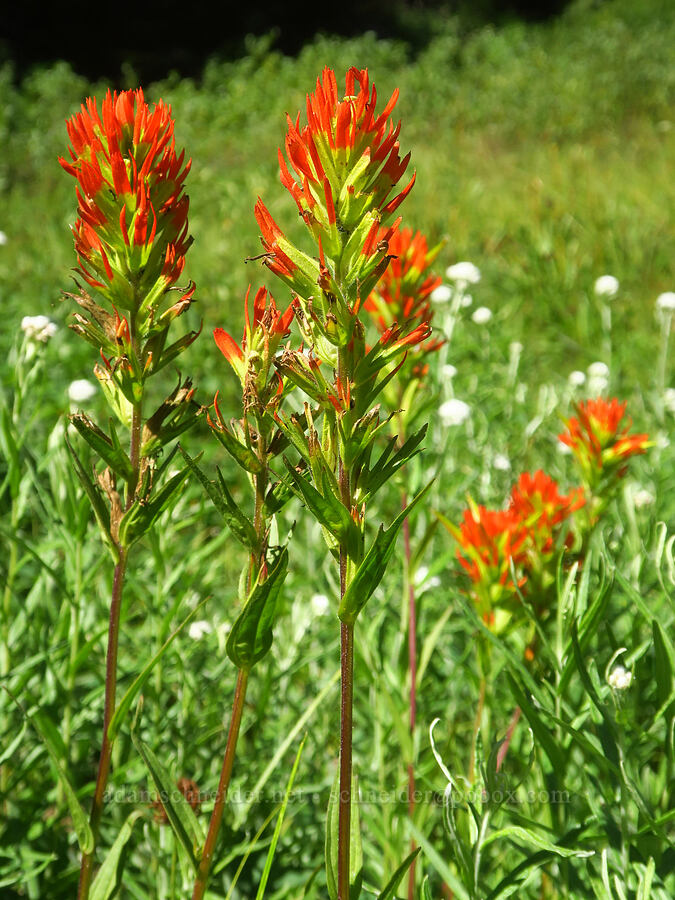 Suksdorf's paintbrush (Castilleja suksdorfii) [Hand Lake Meadows, Mt. Washington Wilderness, Lane County, Oregon]