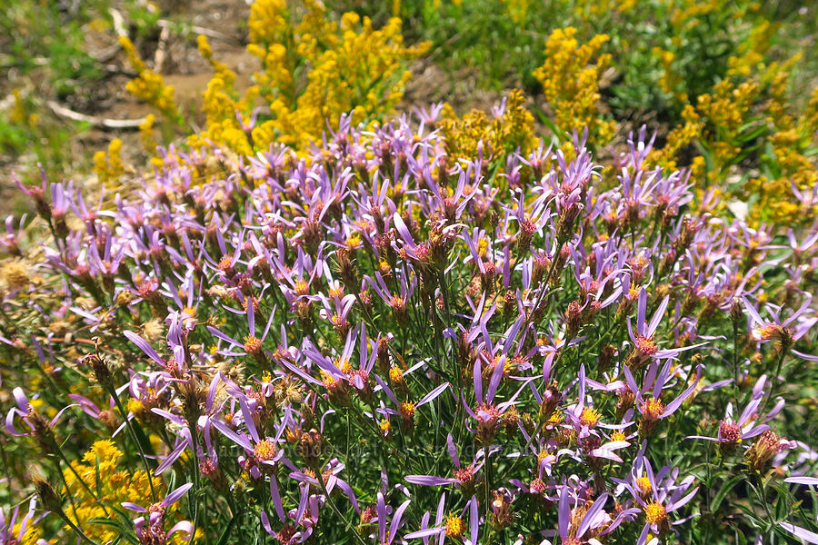 Cascade asters & goldenrod (Doellingeria ledophylla (Eucephalus ledophyllus) (Aster ledophyllus), Solidago sp.) [McKenzie Highway, Willamette National Forest, Lane County, Oregon]