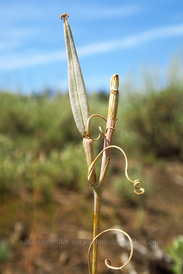 sagebrush mariposa lily seed pod (Calochortus macrocarpus) [Frazier Spring Road, Steens Mountain, Harney County, Oregon]