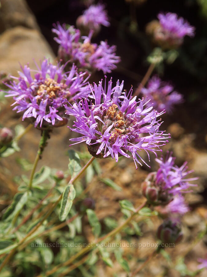 coyote mint (Monardella odoratissima) [North Loop Road, Steens Mountain, Harney County, Oregon]