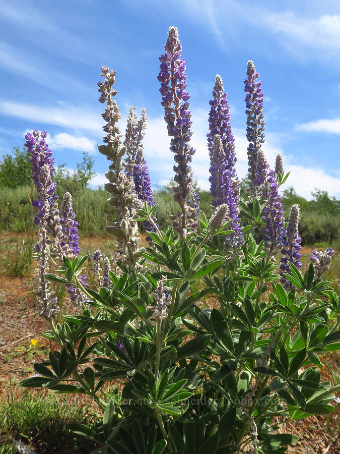 purple velvet lupine (Lupinus leucophyllus) [North Loop Road, Steens Mountain, Harney County, Oregon]