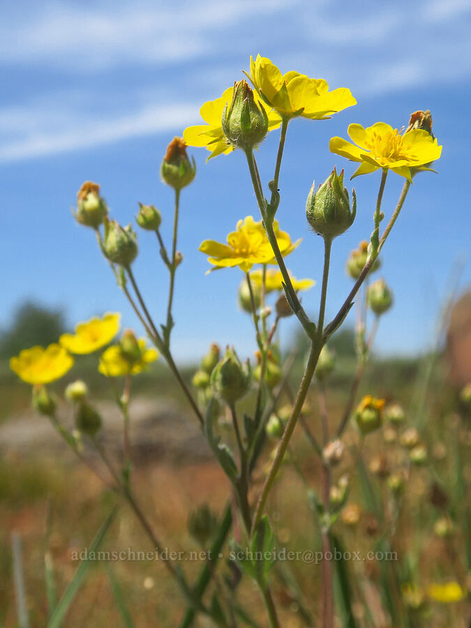 Nuttall's cinquefoil (Potentilla gracilis var. fastigiata (Potentilla gracilis var. nuttallii)) [North Loop Road, Steens Mountain, Harney County, Oregon]