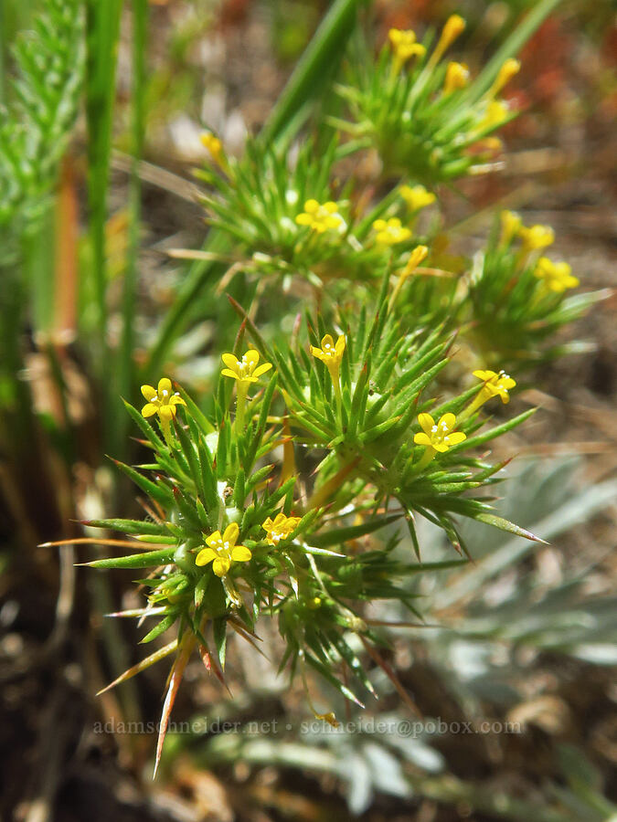 Brewer's navarretia (Navarretia breweri) [North Loop Road, Steens Mountain, Harney County, Oregon]